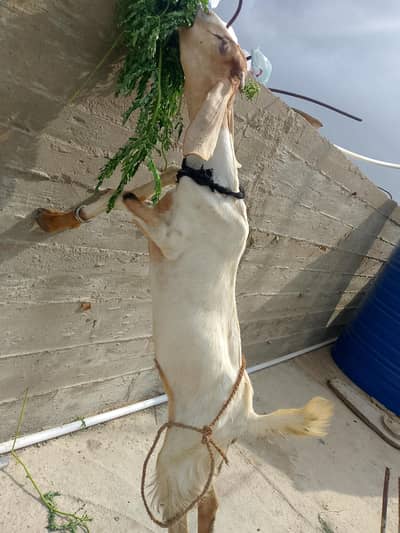 bakri 8month age ready to cross