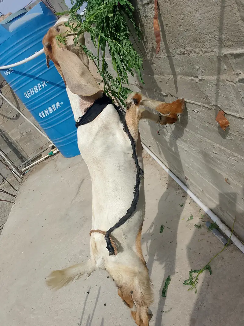 bakri 8month age ready to cross — photo 2