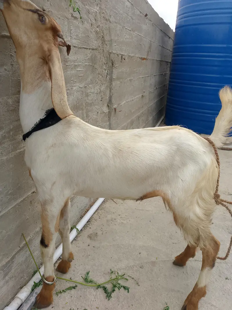 bakri 8month age ready to cross — photo 3