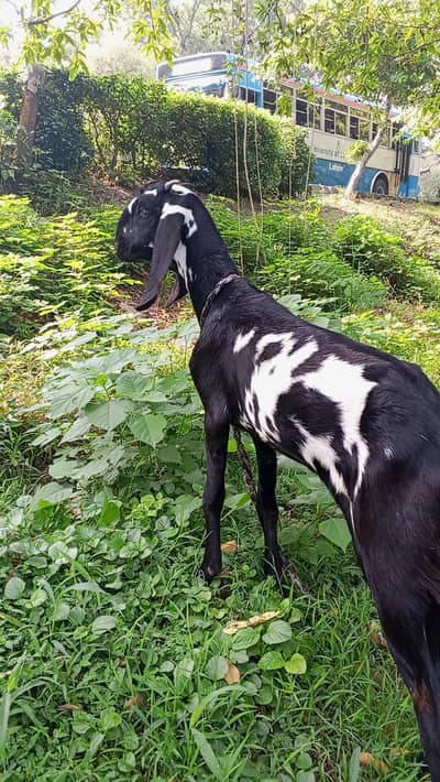 Goat/ Bakri /Goat 03014011627