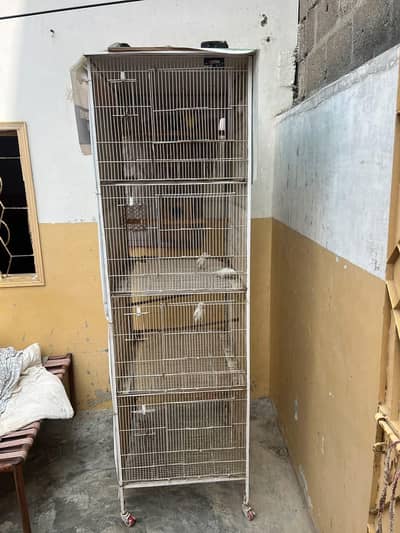 cage for sale and 3 pair albino red eye 1 male crimino