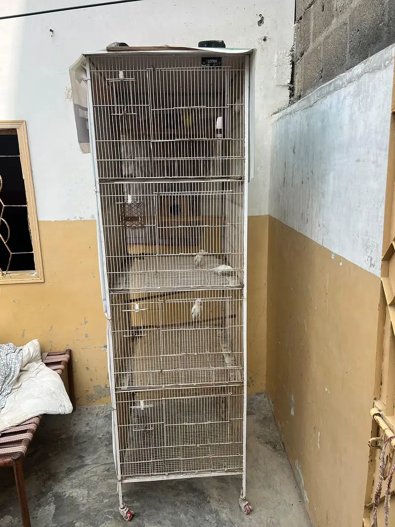 cage for sale and 3 pair albino red eye 1 male crimino