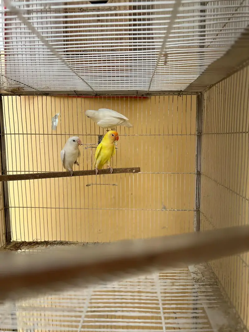 cage for sale and 3 pair albino red eye 1 male crimino — photo 2