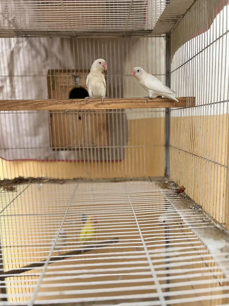 cage for sale and 3 pair albino red eye 1 male crimino — photo 3
