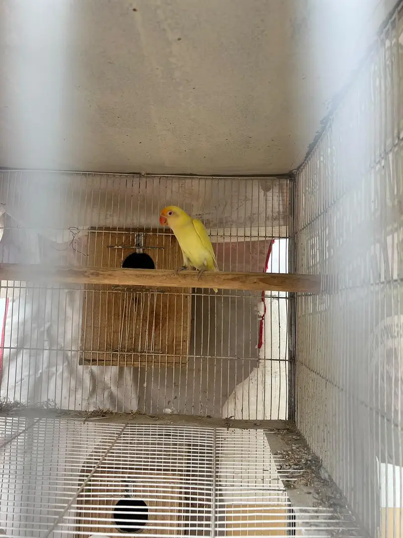cage for sale and 3 pair albino red eye 1 male crimino — photo 4