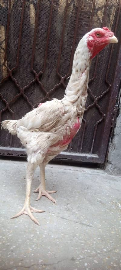 AK shamo or AK Hira