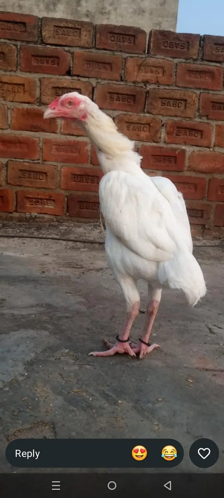 AK shamo or AK Hira — photo 4