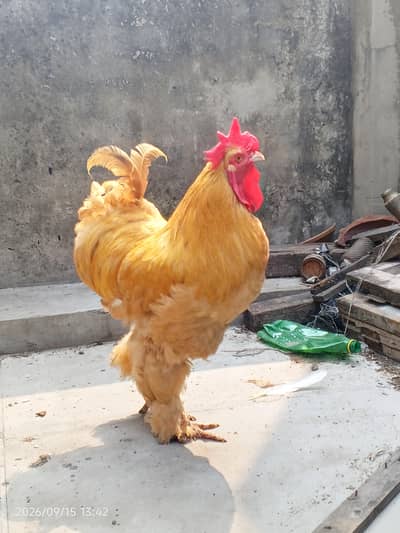 golden buff