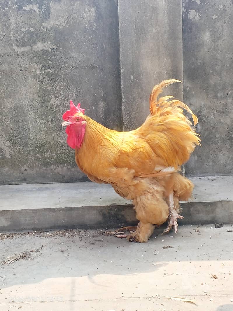 golden buff 2