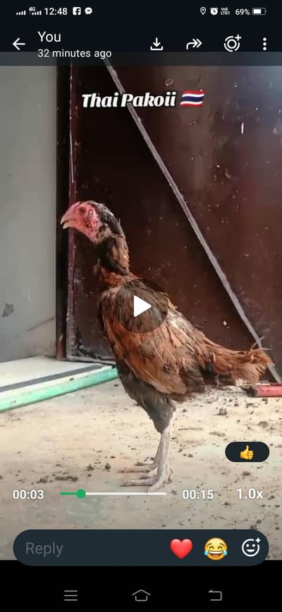 jepn male. thai pokoy female 03068017584