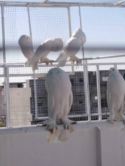 VIP pouter pomorian pairs