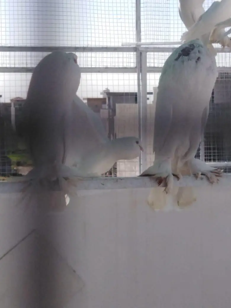 VIP pouter pomorian pairs — photo 6