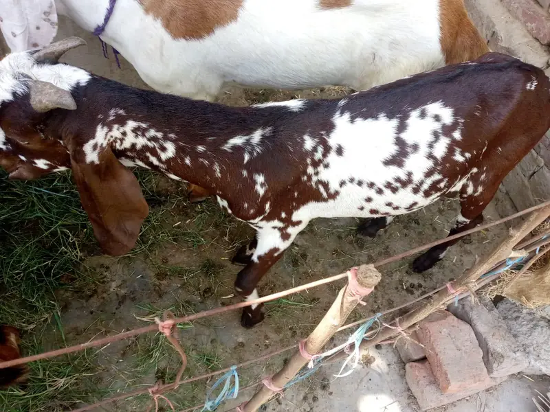Bakra fore sale 30Kg wazan — photo 2