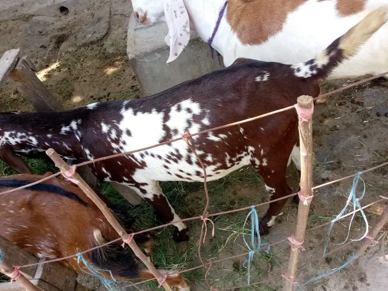 Bakra fore sale 30Kg wazan — photo 3