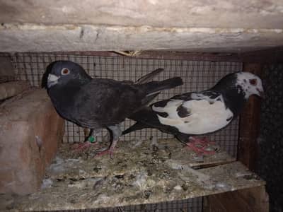 pair  for sale