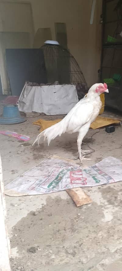 aseel murga for sale ha
