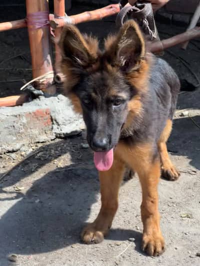 GSD Age3/3.5 month