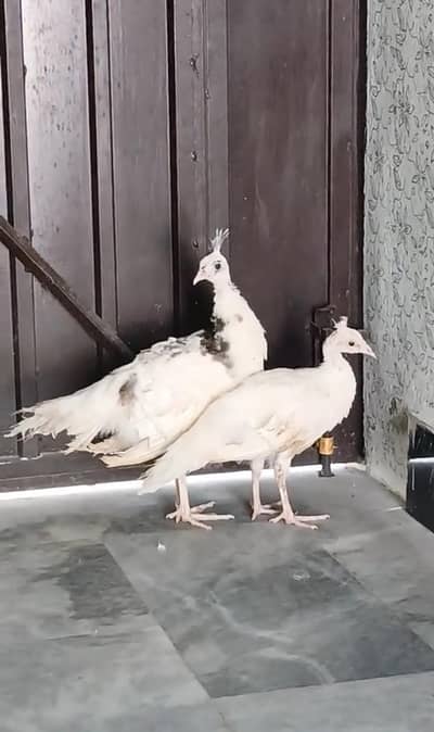 peacocks pied ka aur Black shoulder ka Nar white madi