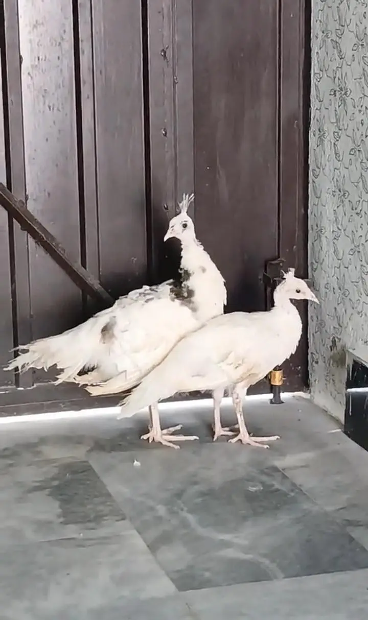 peacocks pied ka aur Black shoulder ka Nar white madi