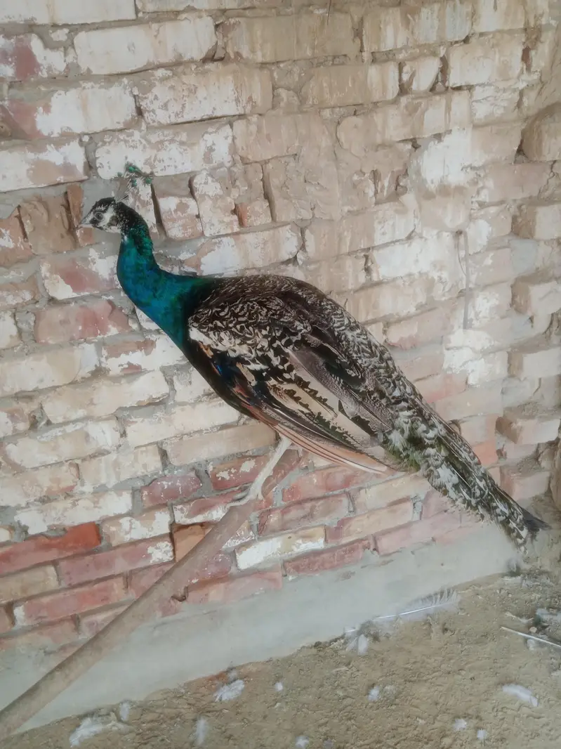 peacocks pied ka aur Black shoulder ka Nar white madi — photo 2
