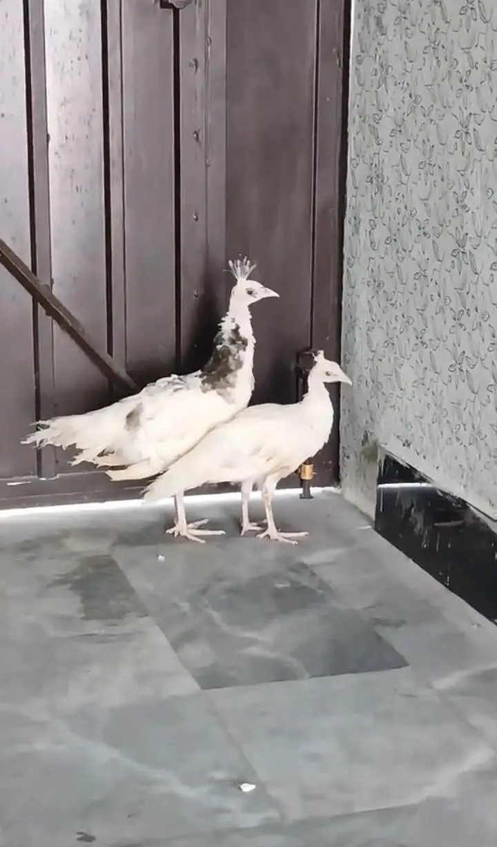 peacocks pied ka aur Black shoulder ka Nar white madi — photo 3