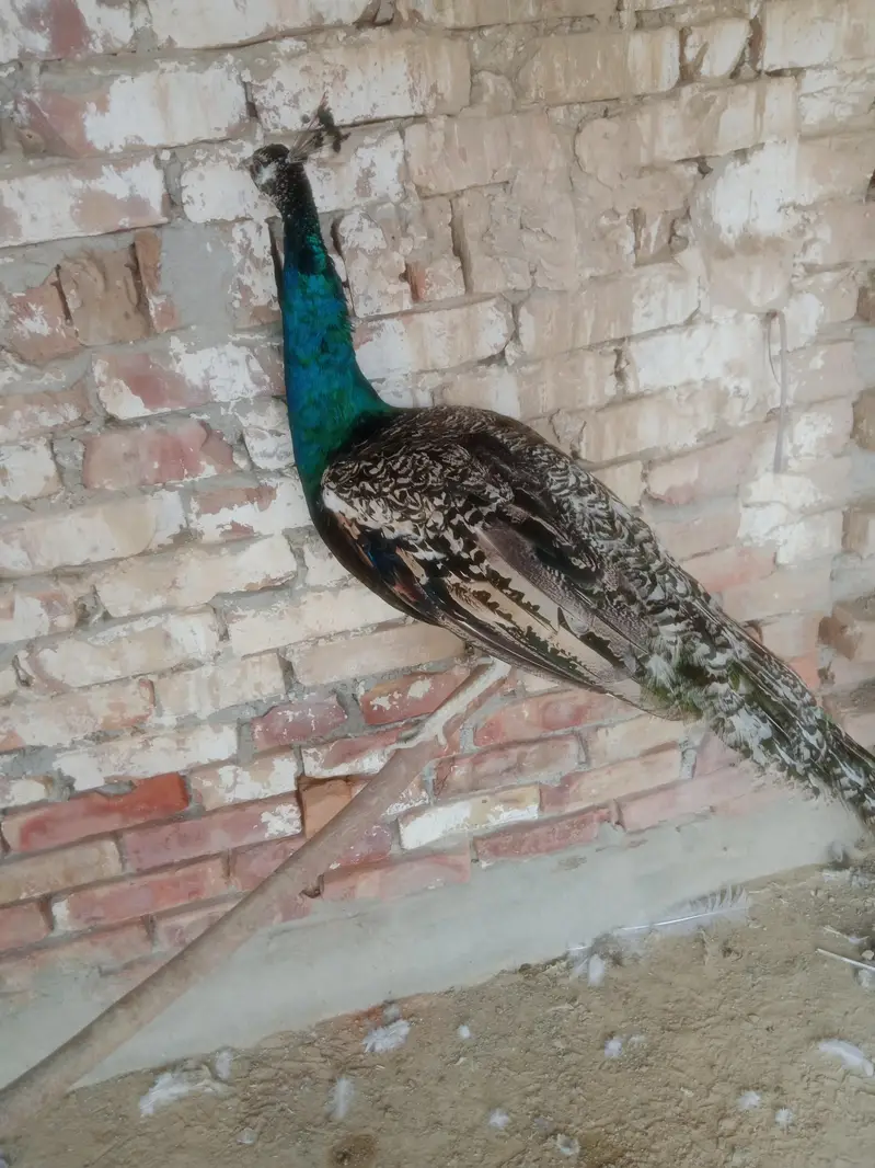 peacocks pied ka aur Black shoulder ka Nar white madi — photo 4