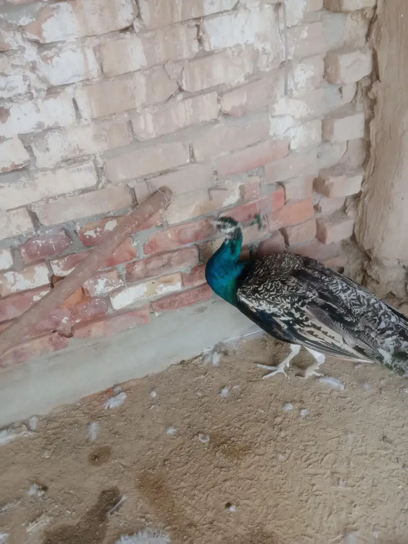 peacocks pied ka aur Black shoulder ka Nar white madi — photo 6