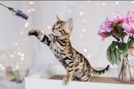 BENGAL KITTENS AVAILABLE