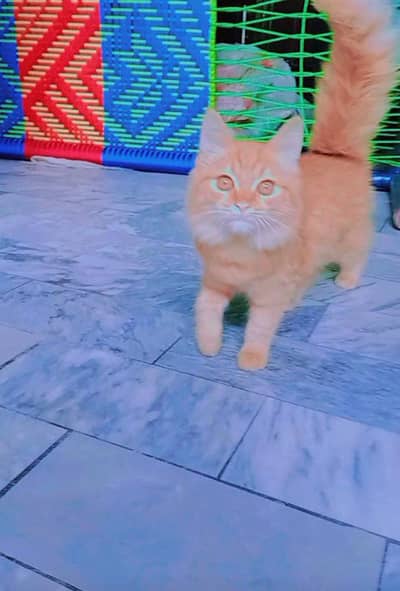 Pure Ginger persian Cat for sale
