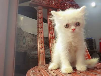 Persian healthy kittens