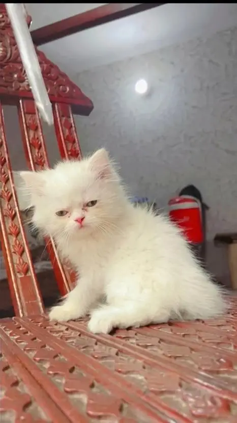 Persian healthy kittens — photo 2