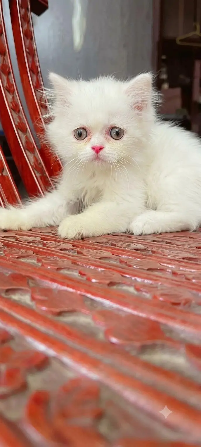 Persian healthy kittens — photo 3