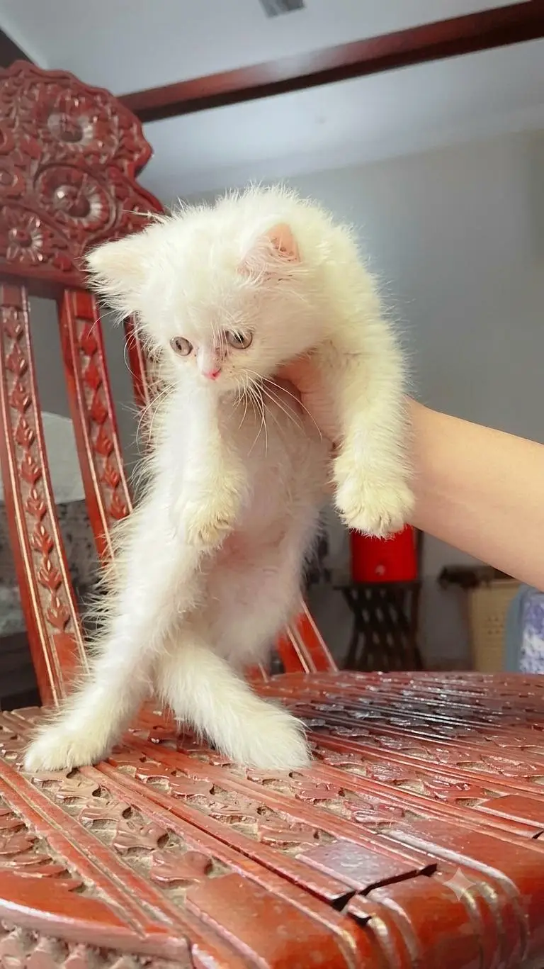 Persian healthy kittens — photo 4
