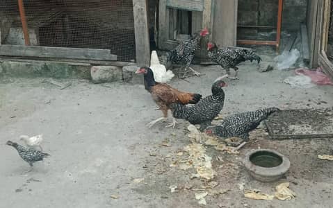 5aseel adults and 2aseel chicks