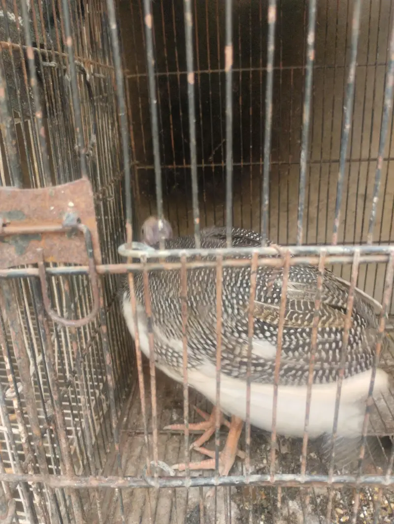 chini murgi — photo 2