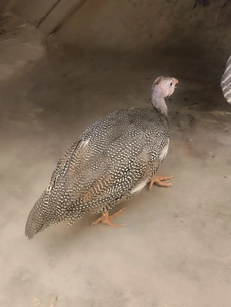 chini murgi — photo 3