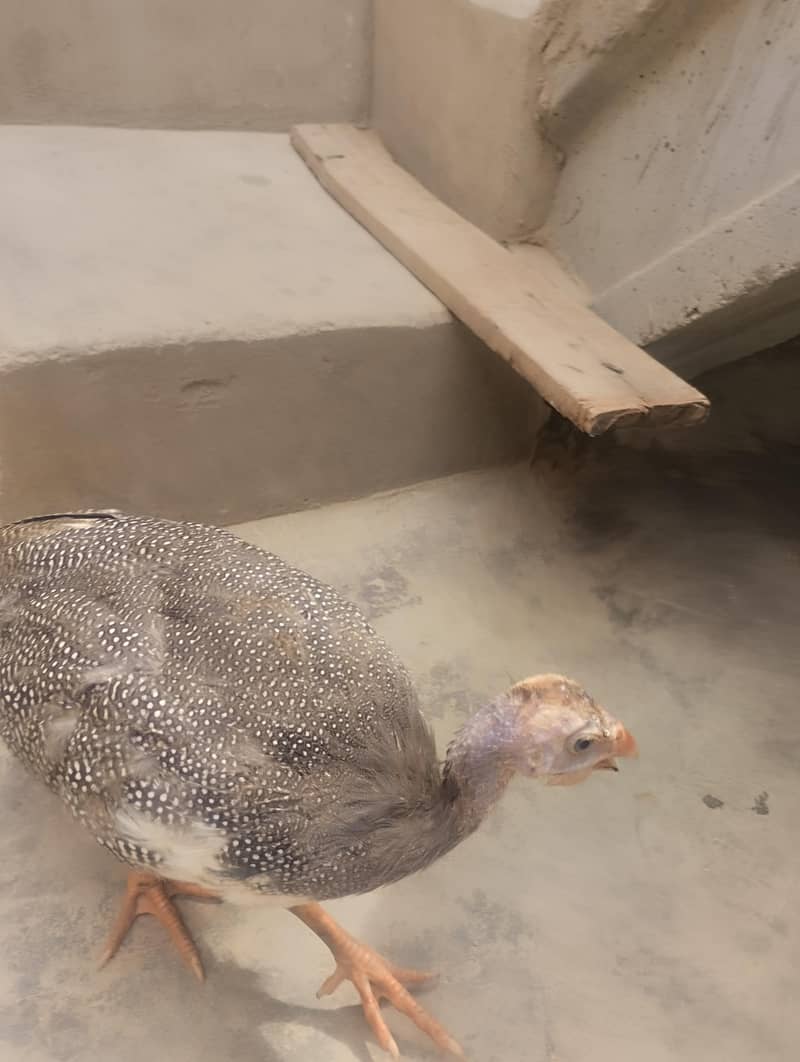 chini murgi 3