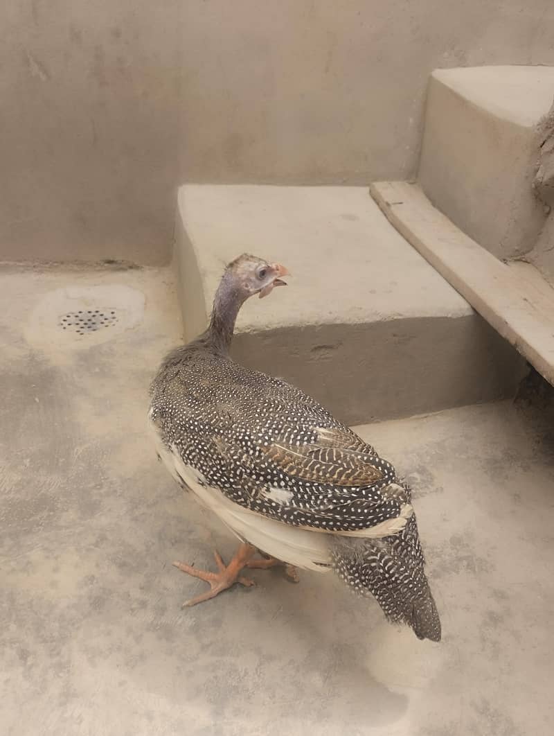 chini murgi 5