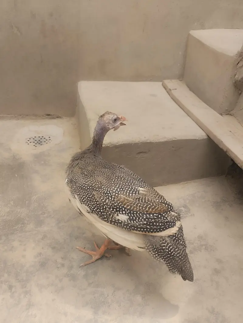 chini murgi — photo 6