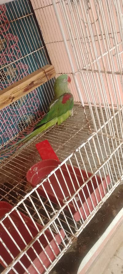 kashmri raw parrot female talking bhi krti ha aik tang pa chot lgi hue
