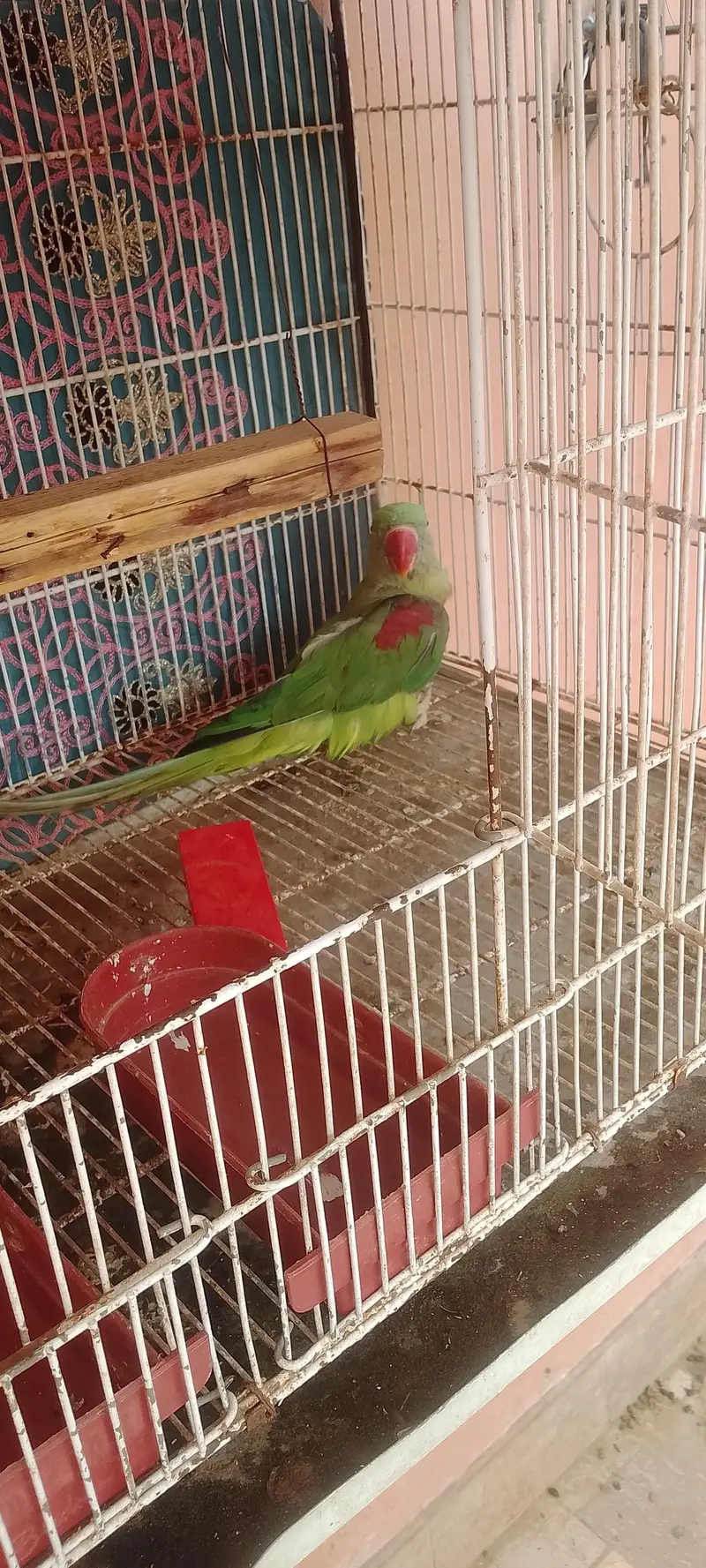kashmri raw parrot female talking bhi krti ha aik tang pa chot lgi hue — photo 2