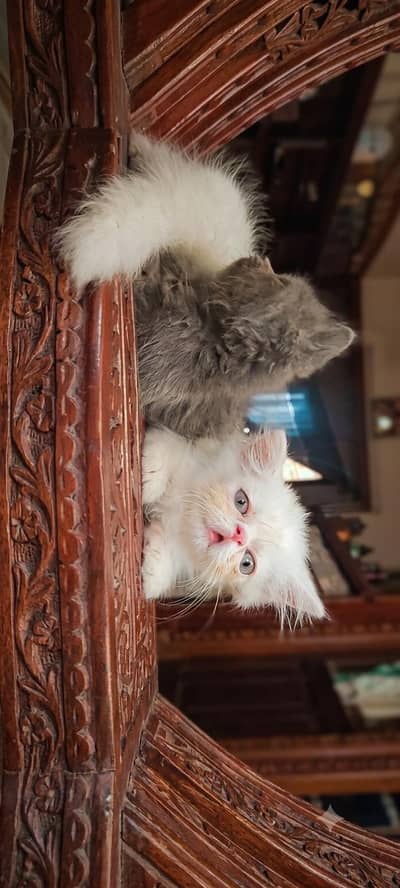 Persian kittens pair up for adoption
