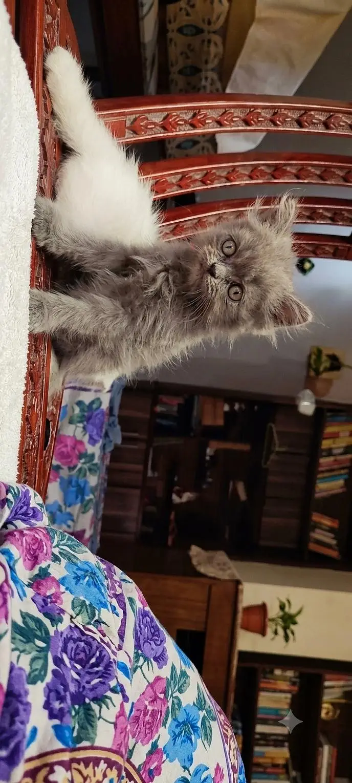 Persian kittens pair up for adoption — photo 2