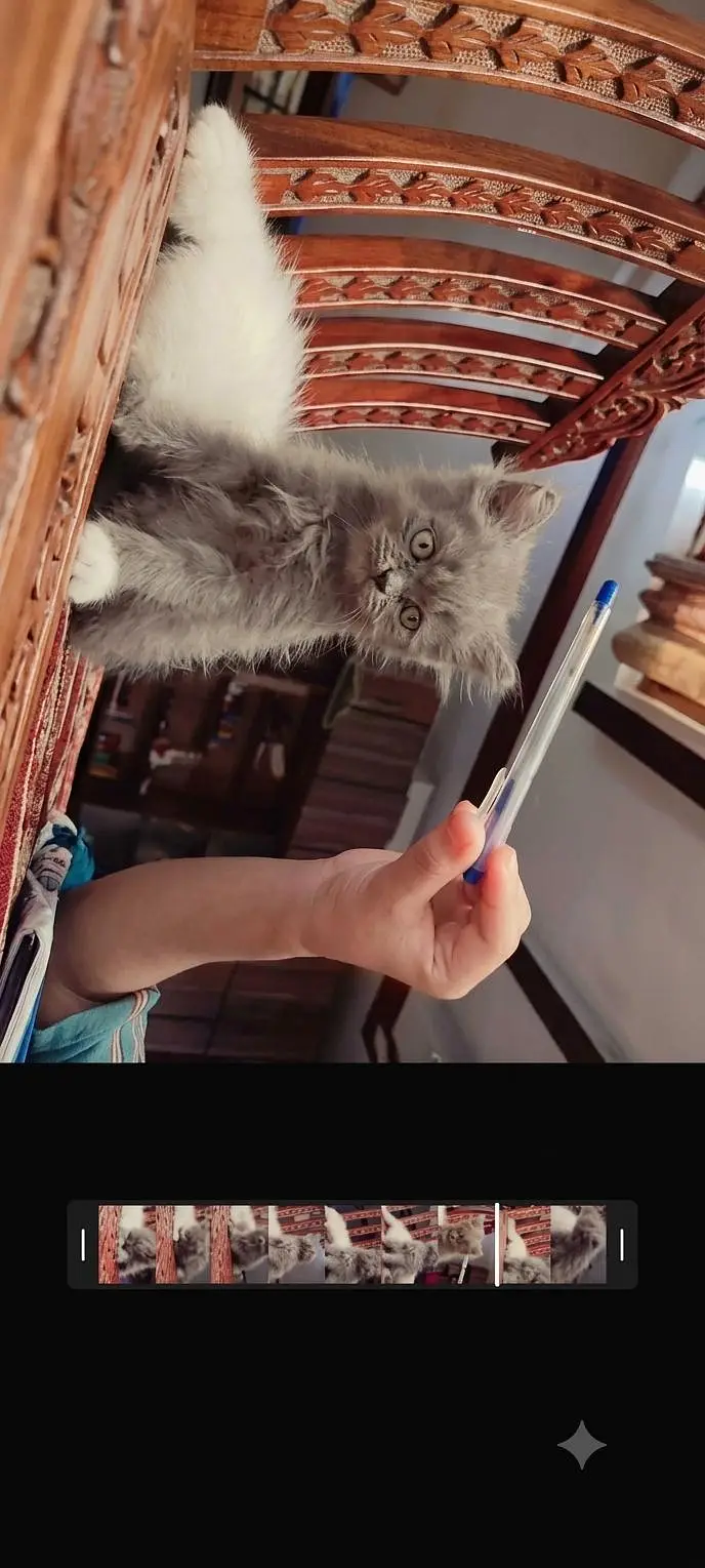 Persian kittens pair up for adoption — photo 3