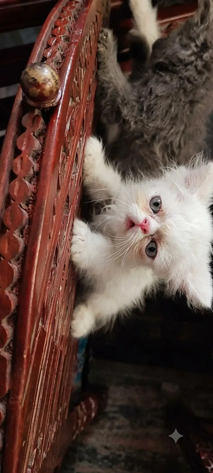 Persian kittens pair up for adoption — photo 4