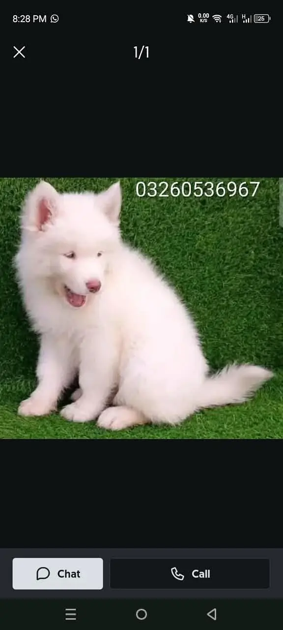 husky puppy dog for sale contact number 032600536967 — photo 2