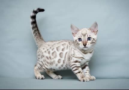 Bengal Snow White Imported Kittens Available