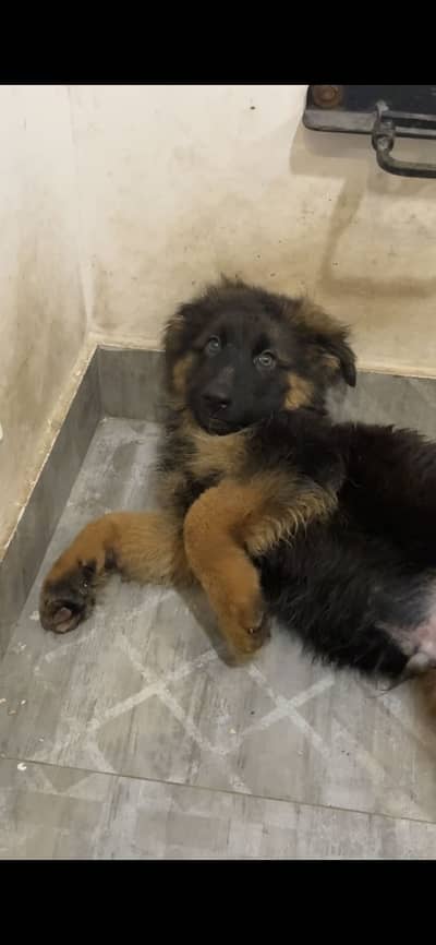 Female German Shepherd Puppy – 3 Months | Vaccinated & Dewormed