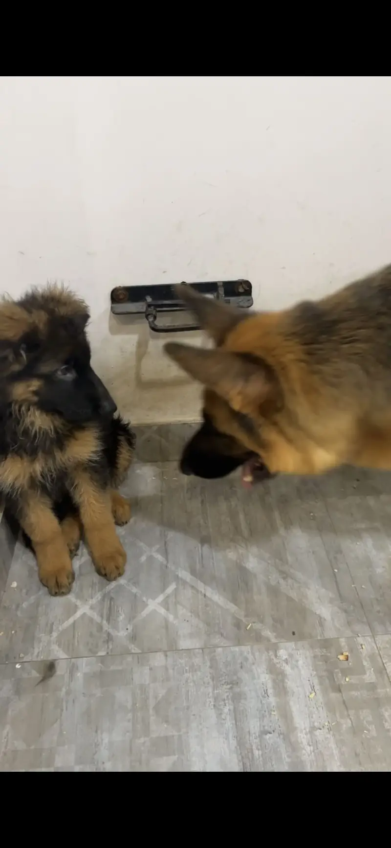 Female German Shepherd Puppy – 3 Months | Vaccinated & Dewormed — photo 2