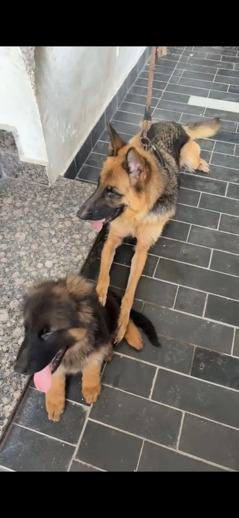 Female German Shepherd Puppy – 3 Months | Vaccinated & Dewormed — photo 3